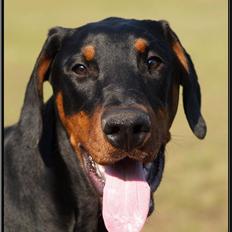 Dobermann Proud Danish Cool Camelot