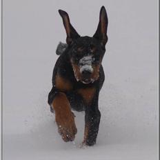 Dobermann Proud Danish Cool Camelot