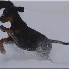 Dobermann Proud Danish Cool Camelot