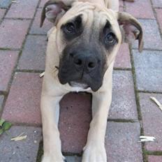 Blanding af racer Bella Eng.Bulldog/Mastiff