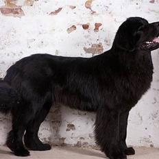 Newfoundlænder Dante