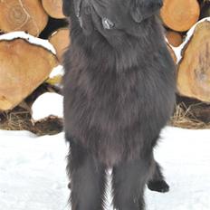 Newfoundlænder Dante