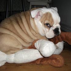 Engelsk bulldog Molly