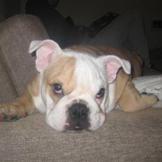 Engelsk bulldog Molly