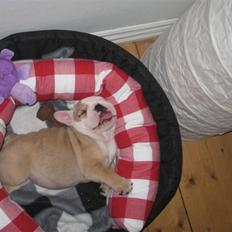 Engelsk bulldog Molly