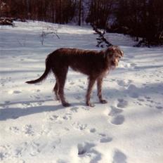 Irsk ulvehund Faxbos Cinderella R.I.P.