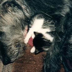 Irsk ulvehund Faxbos Cinderella R.I.P.