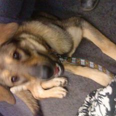 Blanding af racer Ziva