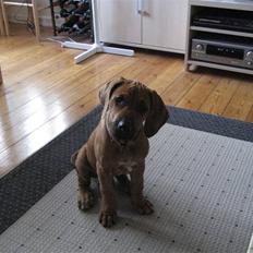 Rhodesian ridgeback Kato