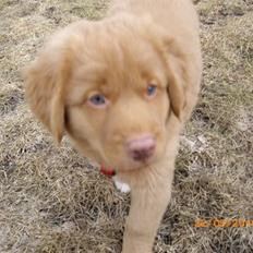Nova scotia duck tolling retriever Rufus