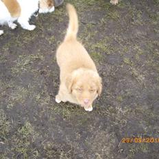 Nova scotia duck tolling retriever Rufus