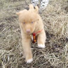 Nova scotia duck tolling retriever Rufus
