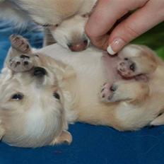 Blanding af racer Vega