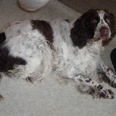 Engelsk springer spaniel Luna 