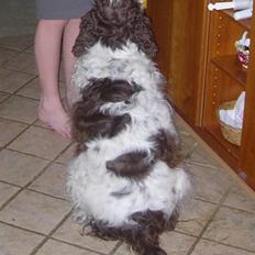 Engelsk springer spaniel Luna 