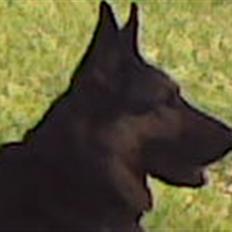 Blanding af racer Bodo *R.I.P*
