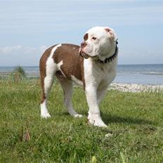 Renascence Bulldogge ozzi