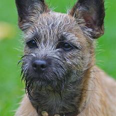 Cairn terrier Mysli