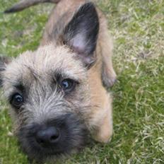 Cairn terrier Mysli