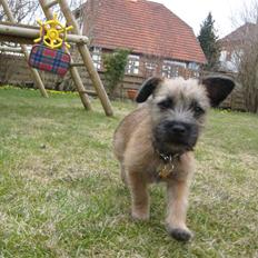 Cairn terrier Mysli