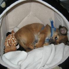 Chihuahua Victor