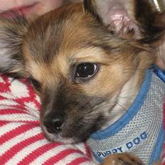 Chihuahua Victor