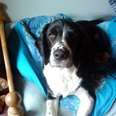 Blanding af racer Aragorn ( død /': )