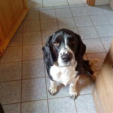 Blanding af racer Aragorn ( død /': )