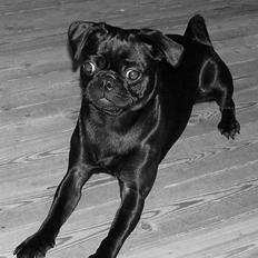 Griffon petit brabancon Molly