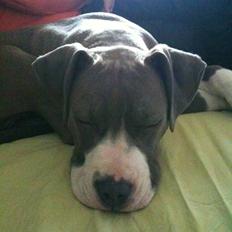 Amerikansk staffordshire terrier Bam