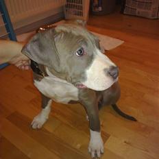 Amerikansk staffordshire terrier Bam