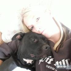 Amerikansk staffordshire terrier Tøsen Prinsesse( R.I.P )