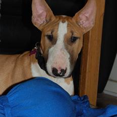 Bullterrier Honey 31.01.2010 - 21.07.2017