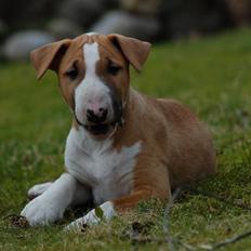 Bullterrier Honey 31.01.2010 - 21.07.2017