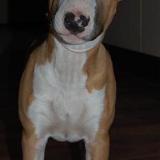Bullterrier Honey 31.01.2010 - 21.07.2017