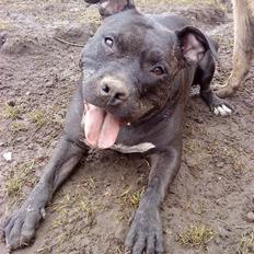 Amerikansk staffordshire terrier Tøsen Prinsesse( R.I.P )