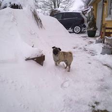 Mops Greenlands anton