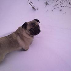 Mops Greenlands anton