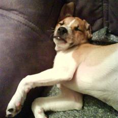 Dansk svensk gaardhund fnuggi (savnet)