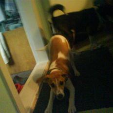 Dansk svensk gaardhund fnuggi (savnet)