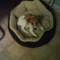 Dansk svensk gaardhund fnuggi (savnet)