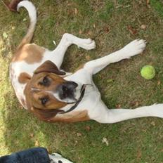 Blanding af racer willie