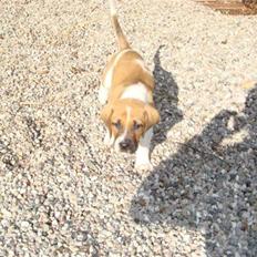 Blanding af racer willie