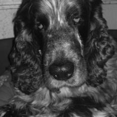 Cocker spaniel Rusty *DØD*