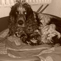 Cocker spaniel Rusty *DØD*
