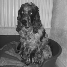 Cocker spaniel Rusty *DØD*