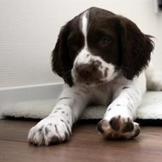 Engelsk springer spaniel Sako