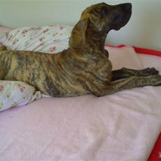 Grand danois Tøssen - The simple love