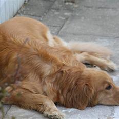 Hovawart Freja Rip <3