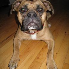 Olde english bulldogge Bullforce Luna Athlet "RIP"